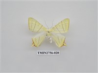 藏品(尺蛾325)的圖片